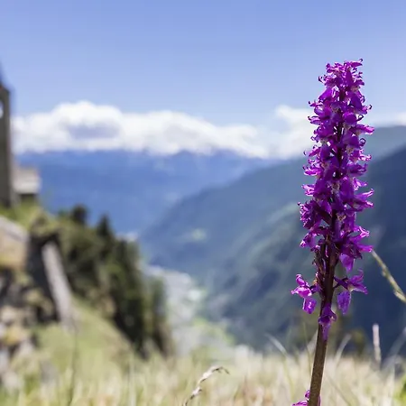 Lantgård Rifugio Alpe San Romerio Brusio